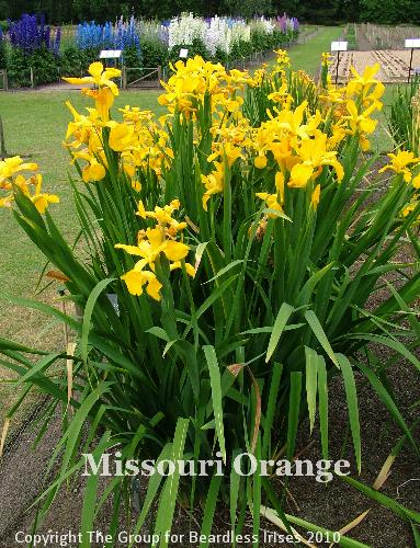 Missouri Orange (5)